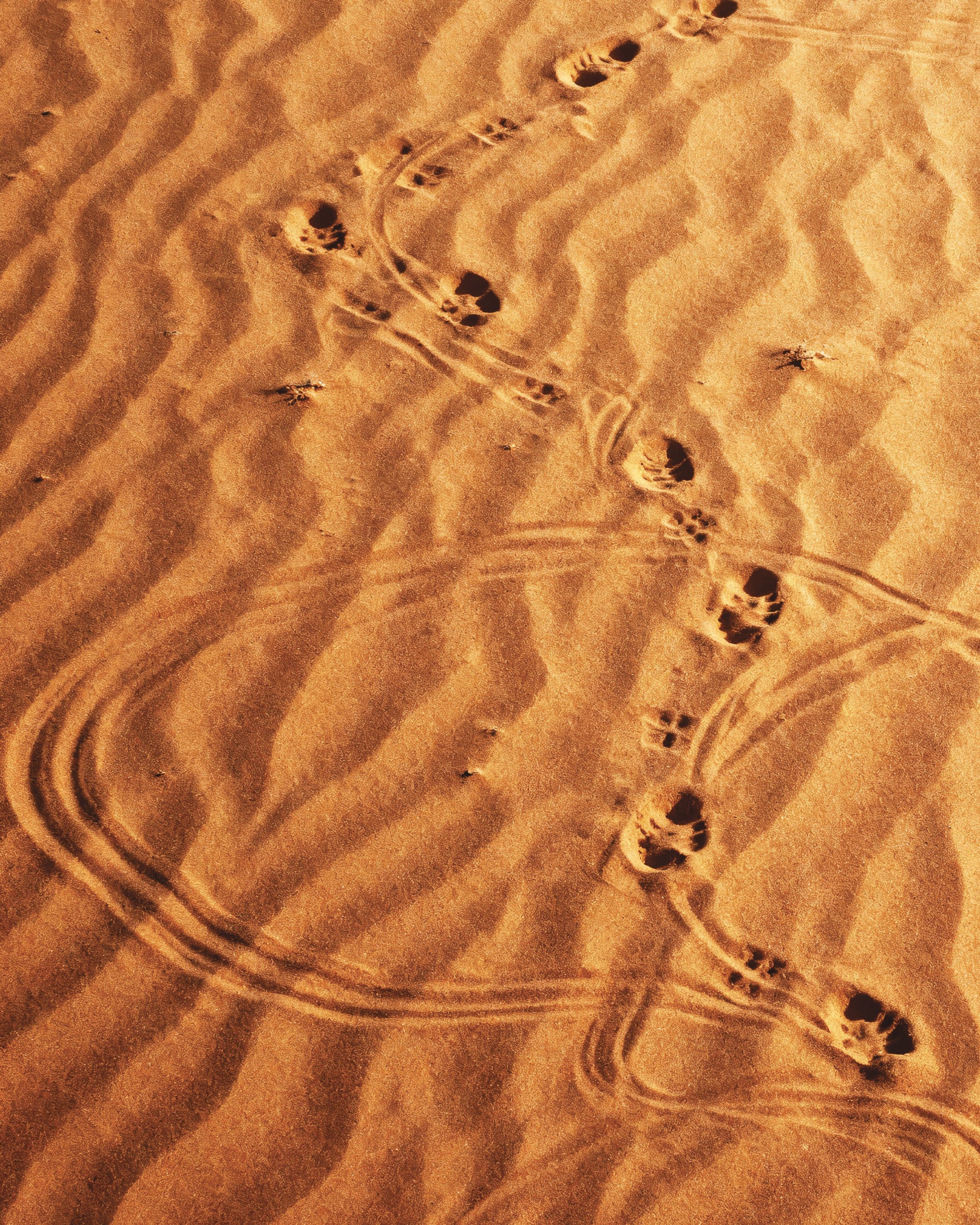 Dune Sandwalk, pôster Passos na Areia do Deserto